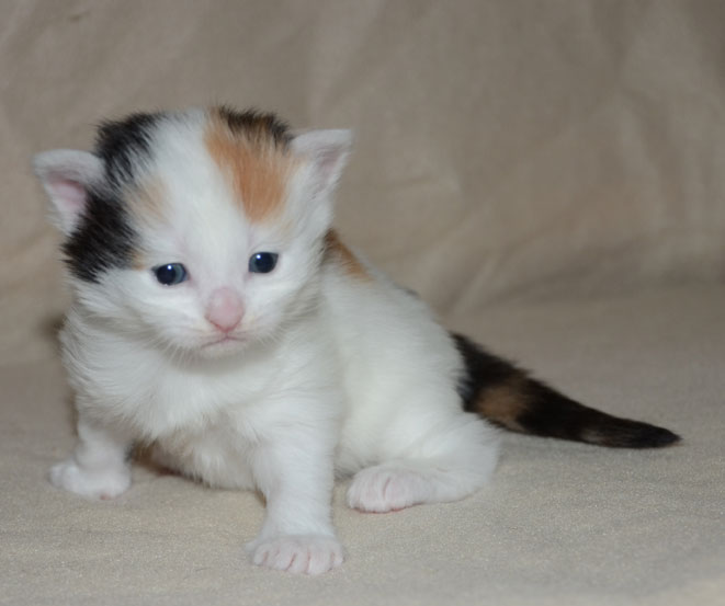 sibirisk kattunge