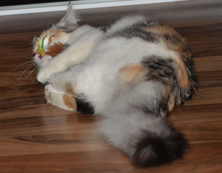 sibirisk katt