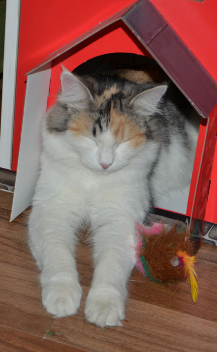 sibirisk katt
