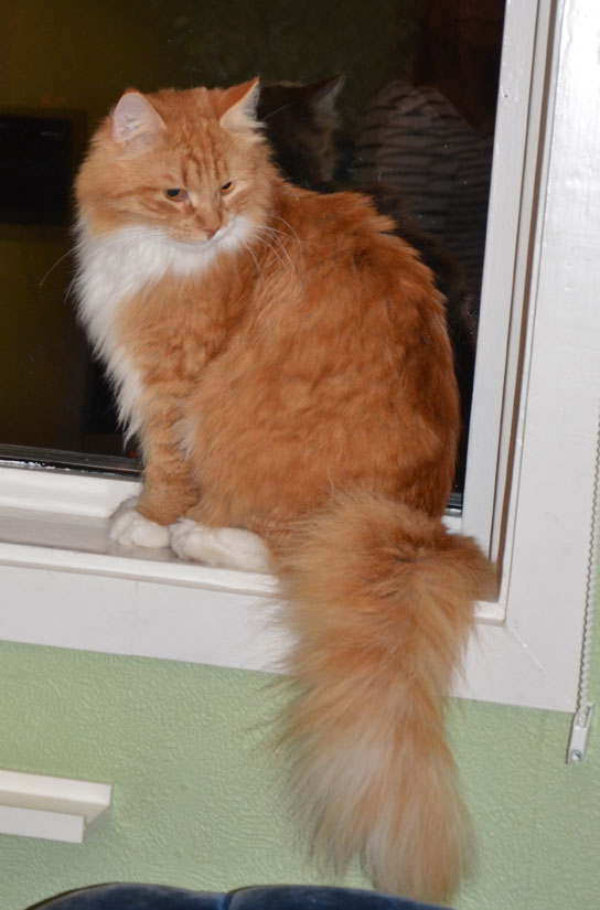 sibirisk katt