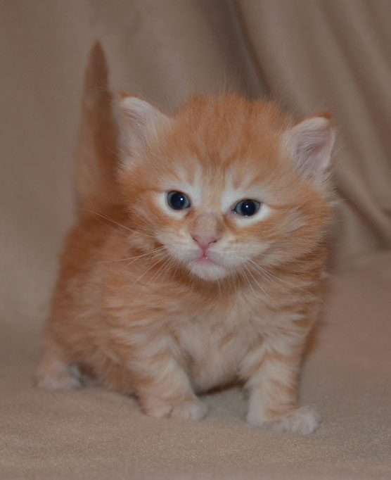 sibirisk kattunge