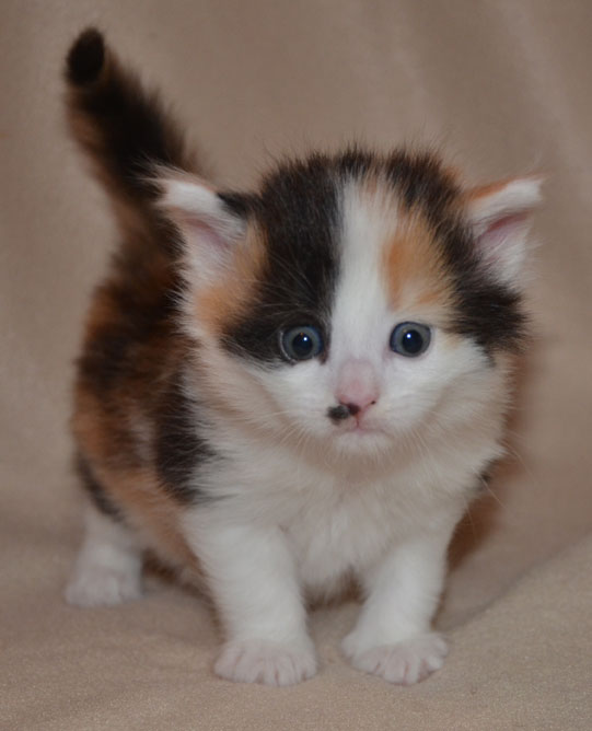 sibirisk kattunge