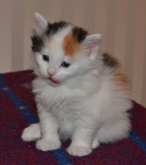 sibirisk kattunge