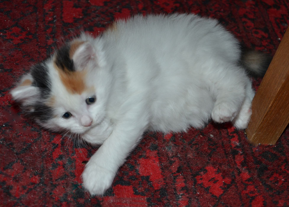 sibirisk kattunge