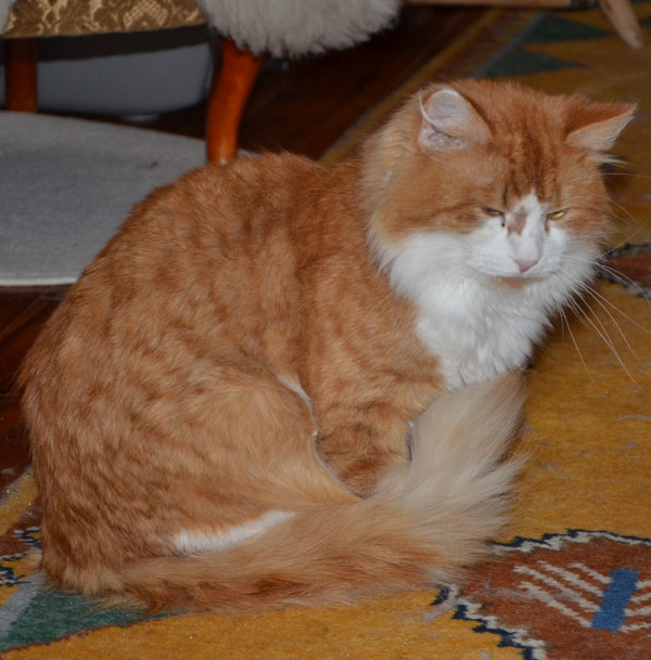sibirisk katt