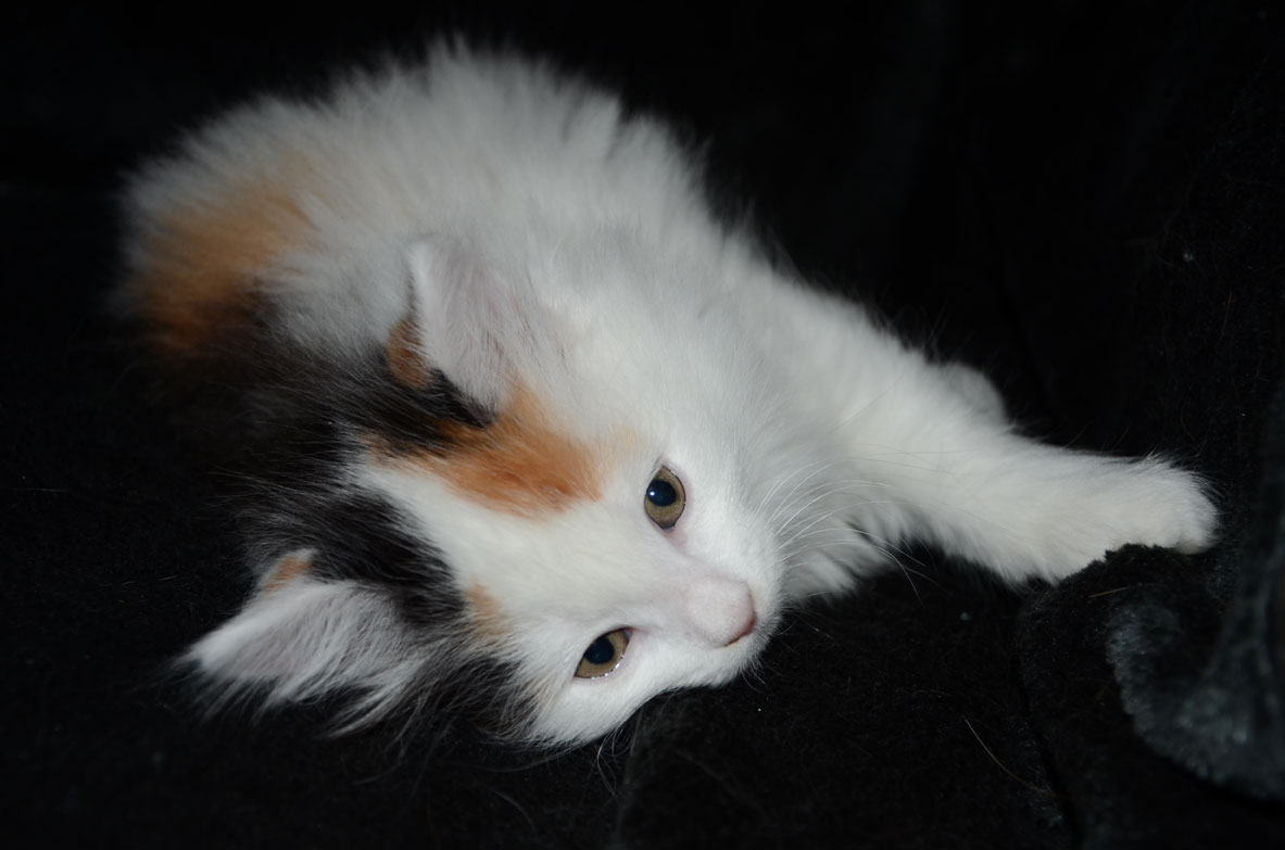 sibirisk kattunge