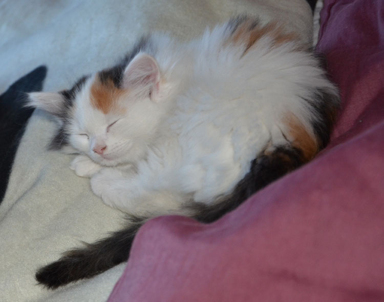 sibirisk kattunge