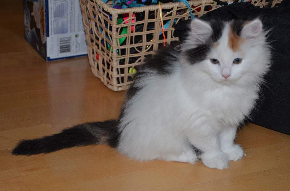 sibirisk kattunge