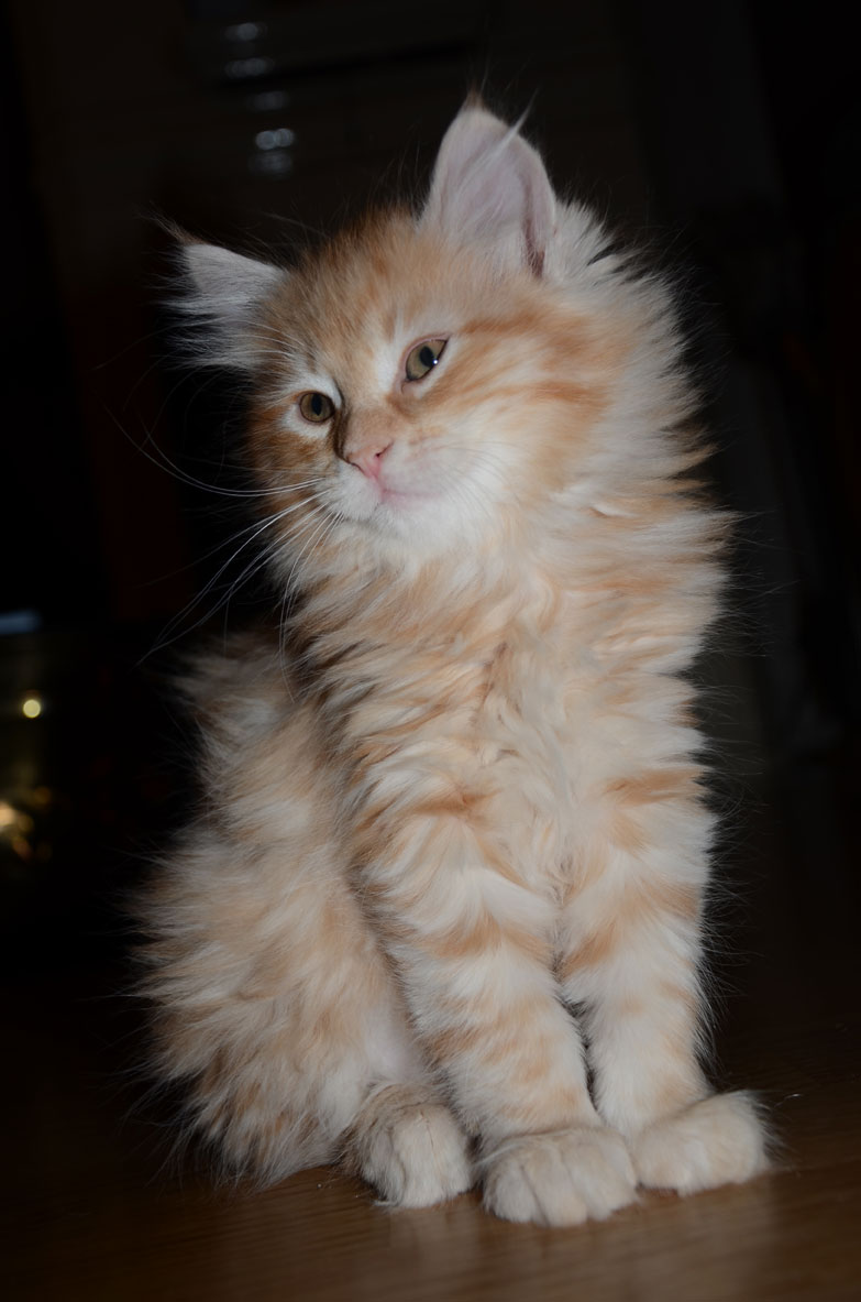 sibirisk kattunge