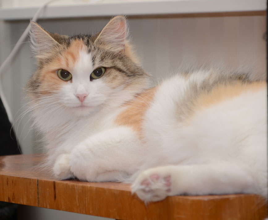 Sibirisk katt Colbie