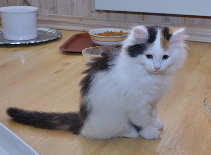sibirisk kattunge