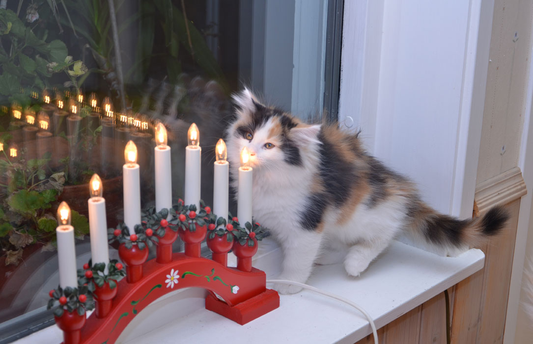 Sibirisk kattunge