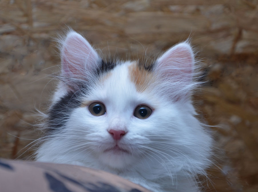 sibirisk kattunge