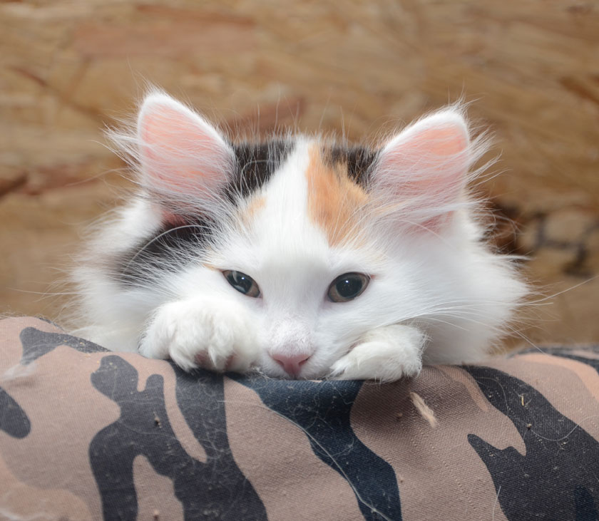 sibirisk kattunge