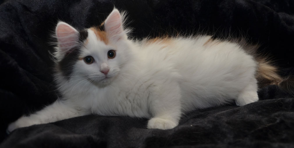 sibirisk kattunge