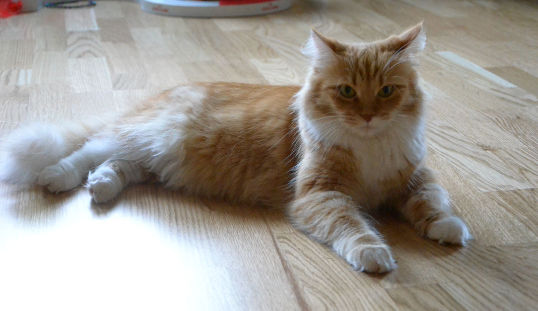 Sibirisk katt Queeni