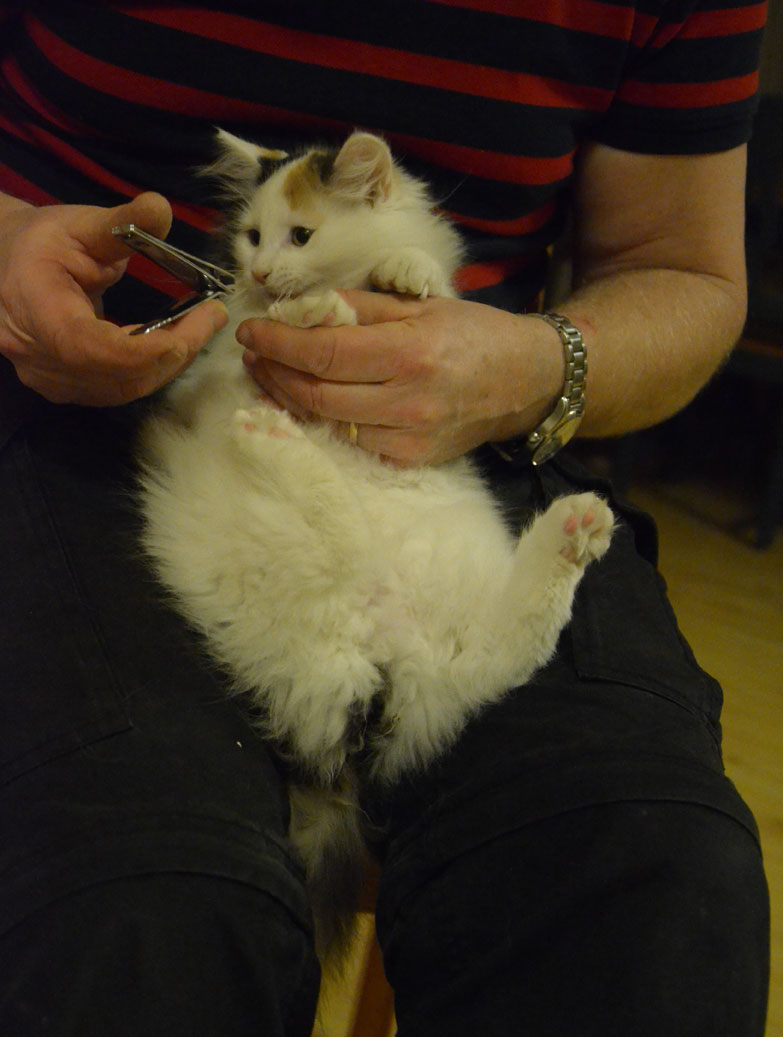 sibirisk kattunge
