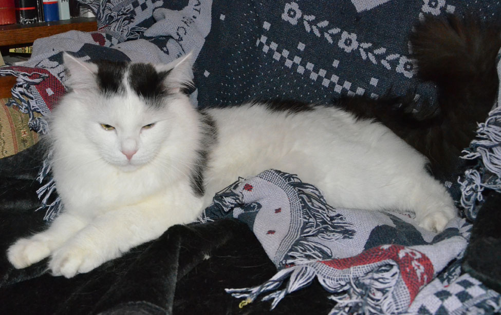 Sibirisk katt Junior