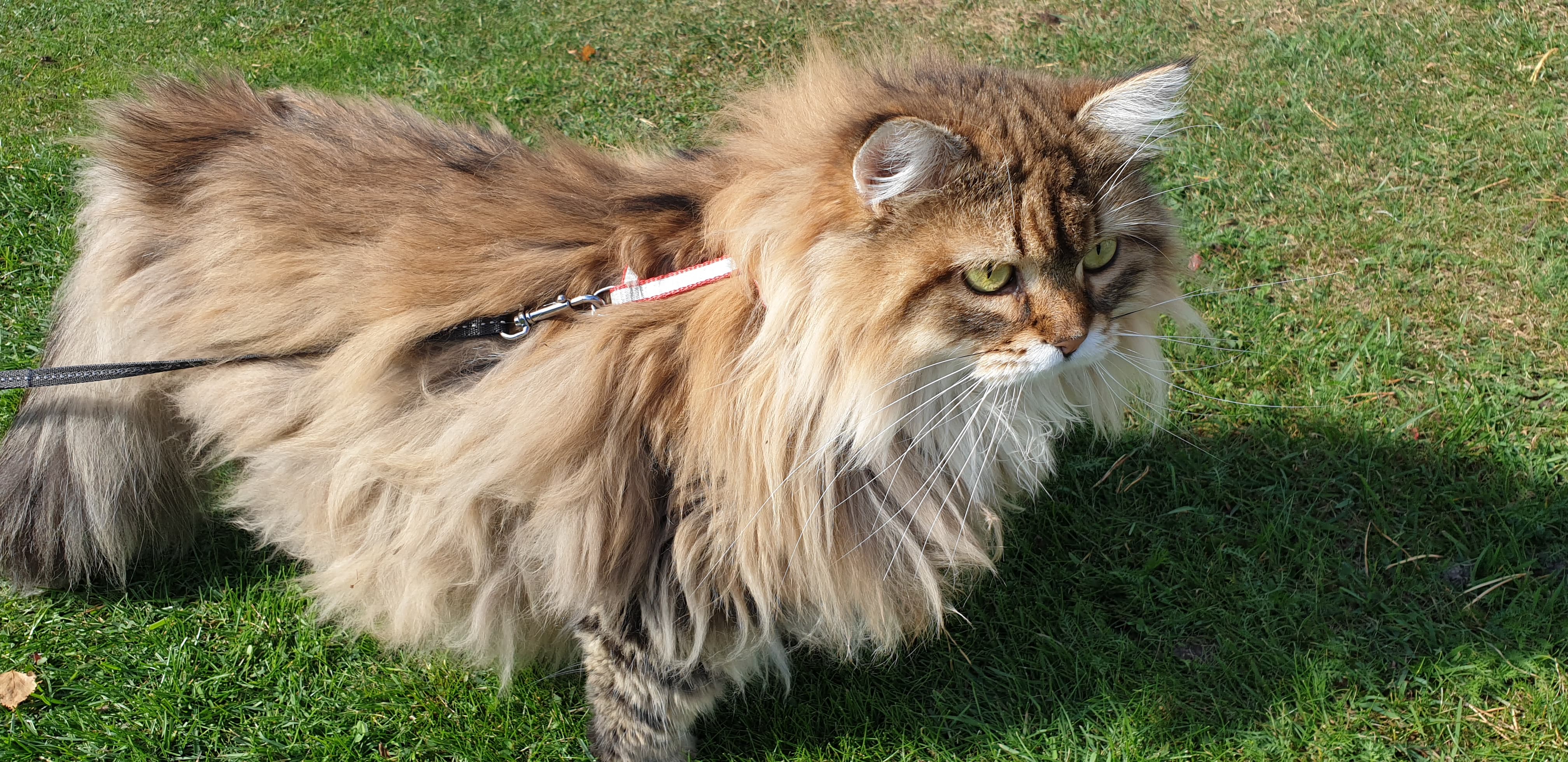 sibirisk katt Styx