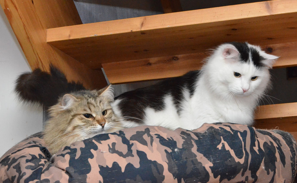 sibirisk katt