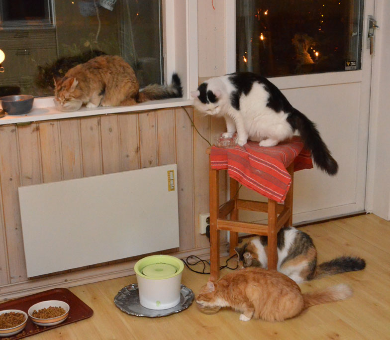 sibirisk katt