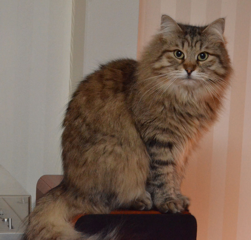 Sibirisk katt Gabbie