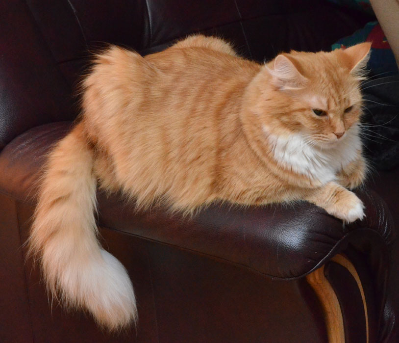 sibirisk katt