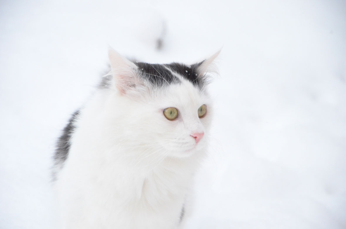 Sibiriskkatt hane