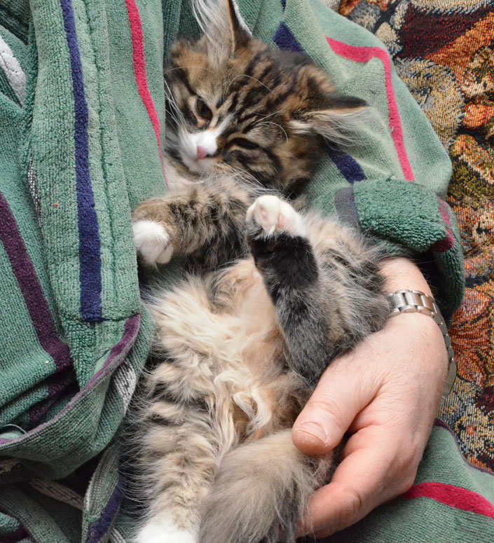 sibirisk kattunge