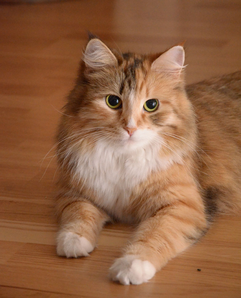 Sibirisk katt Dani
