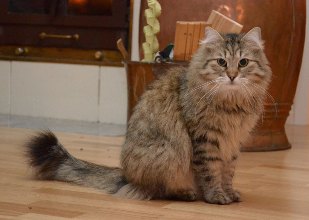 sibirisk katt Gabbie