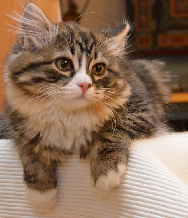 Sibirisk katt Mitzi