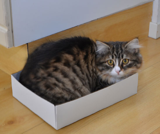 sibirisk kattunge