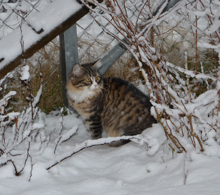 sibirisk kattunge