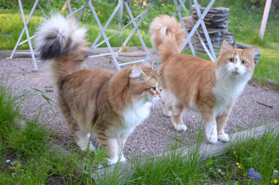 sibirisk katt
