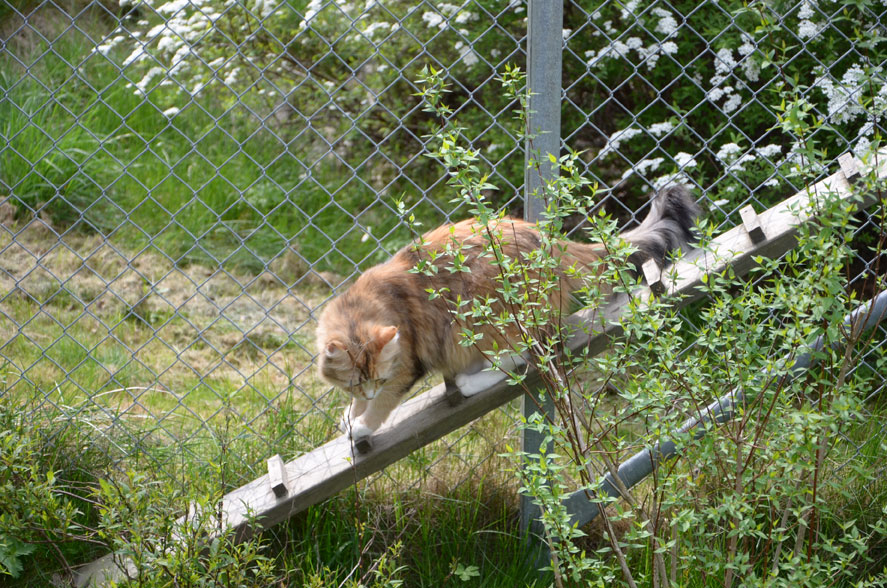 sibirisk katt
