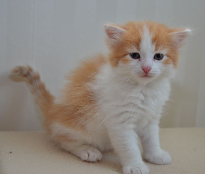 sibirisk kattunge