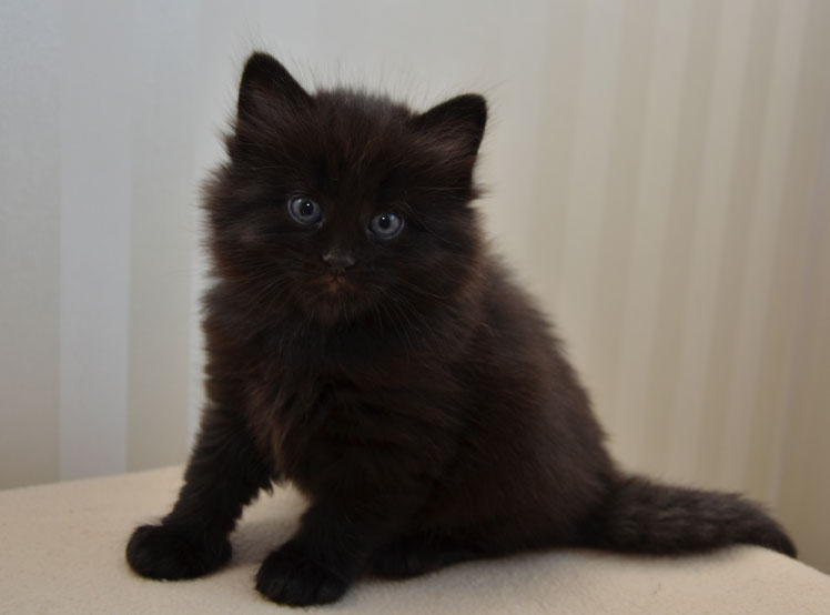 sibirisk kattunge Juric