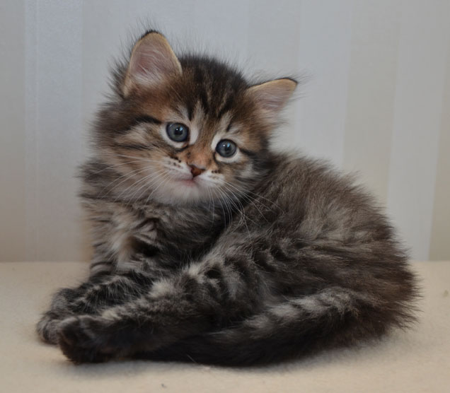 sibirisk kattunge Juliet