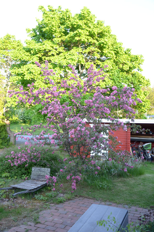 blommande träd