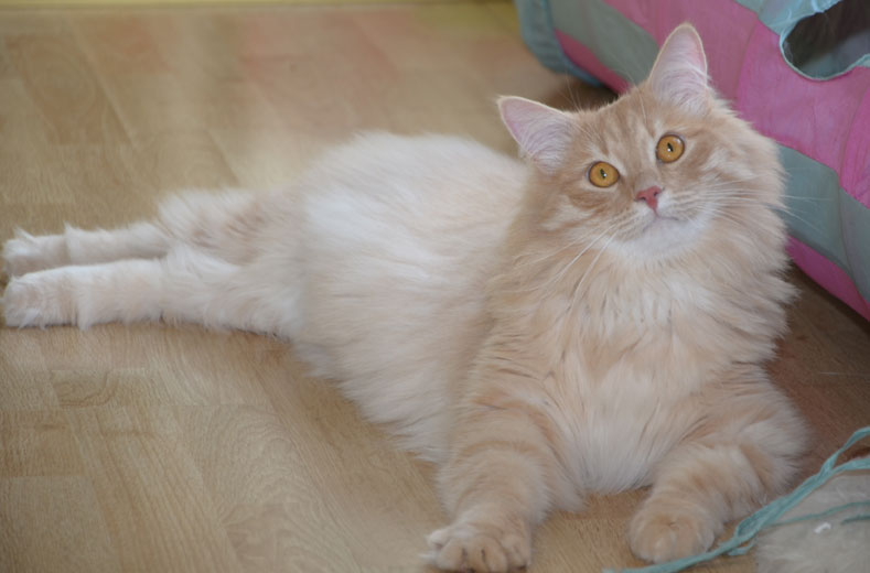 sibirisk katt