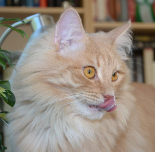 sibirisk katt