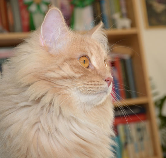 sibirisk katt
