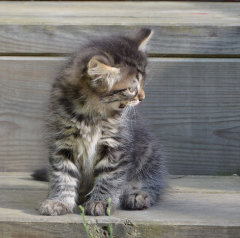 sibirisk kattunge