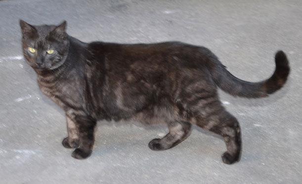 Katt i Stockholm