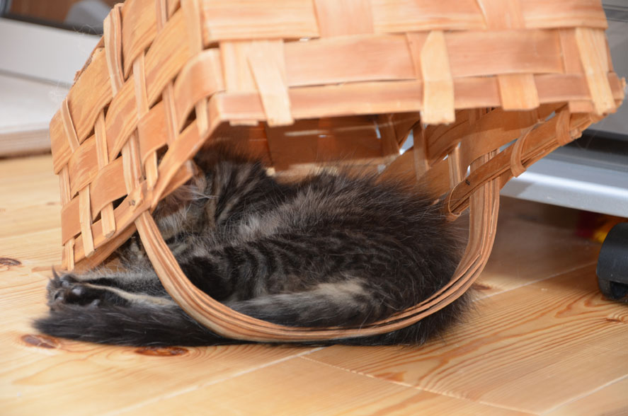 sibirisk kattunge