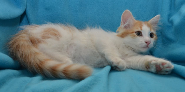 sibirisk kattunge