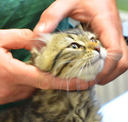 sibirisk kattunge