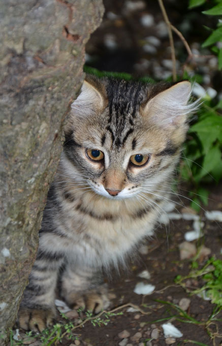 sibirisk kattunge