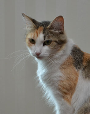 sibirisk katt